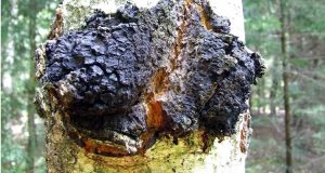 Chaga (Inonotus obliquus)