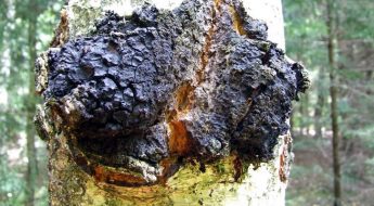 Chaga (Inonotus obliquus)