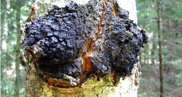 Chaga (Inonotus obliquus)