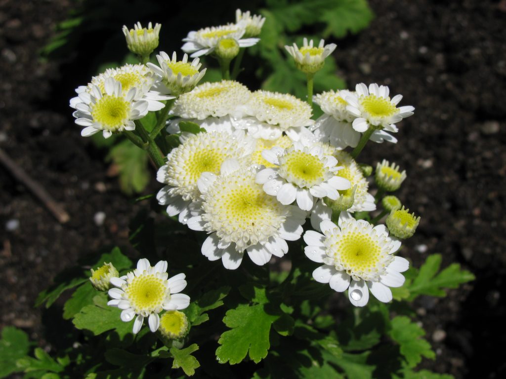 camomille