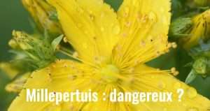 Fleur de millepertuis