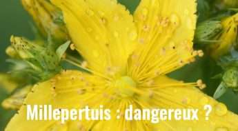 Fleur de millepertuis