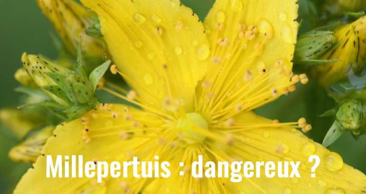 Fleur de millepertuis